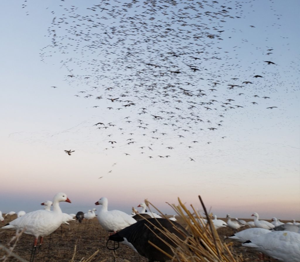 Saskatchewan Duck, Goose & Waterfowl Hunting Outfitters